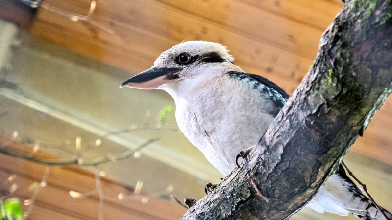 Pafos Zoo